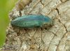 Buprestic-rustica-krasec-borovy-jewel-beetle-muckstein-IMG_1663.jpg