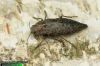 Dicerca furcata - krasec
1342-09-10
UK: jewel beetle
= Buprestis acuminata
= Buprestis calcarata
= Dicerca acuminata
= Dicerca opaca
albums/brouci/thumb_Dicerca-furcata-1342.jpg