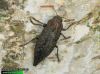 Dicerca furcata - krasec
1344-09-10
UK: jewel beetle
= Buprestis acuminata
= Buprestis calcarata
= Dicerca acuminata
= Dicerca opaca
albums/brouci/thumb_Dicerca-furcata-1344.jpg