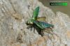 Eurythyrea quercus 9520 CZ: krasec dubový DE: Eckschildiger Glanz-Prachtkäfer UK: jewel beetle
albums/brouci/thumb_Eurythyrea-quercus-web-IMG_9520.jpg