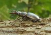 Lucanus-cervus-rohac-obecny-stag-beetle-hirschkafer-IMG_1903.jpg
