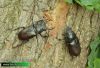 Lucanus-cervus-rohac-obecny-stag-beetle-hirschkafer-IMG_1923.jpg
