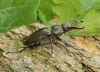 Lucanus-cervus-rohac-obecny-stag-beetle-hirschkafer-IMG_1925.jpg