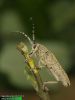 Saperda (=Anaerea) similis 9420-09-5 CZ: kozlíček UK: long-horned beetle DE: Seehundsbock 
albums/brouci/thumb_Saperda-similis-9420.jpg