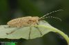 Saperda (=Anaerea) similis 9485-09-5 CZ: kozlíček UK: long-horned beetle DE: Seehundsbock 
albums/brouci/thumb_Saperda-similis-9485.jpg