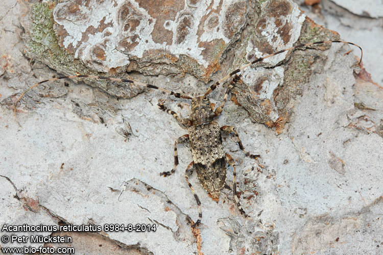 Acanthocinus reticulatus 8984-8-2014