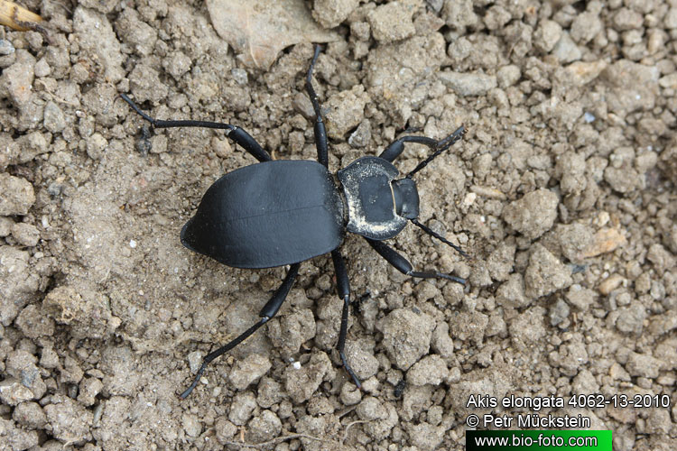 Akis elongata 4062-13-2010 CZ: potemík UK: darkling beetle tenebrionid DE: Schwarzkäfer