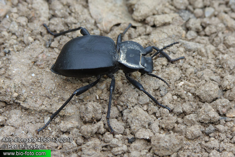 Akis elongata 4068-13-2010 CZ: potemík UK: darkling beetle tenebrionid DE: Schwarzkäfer