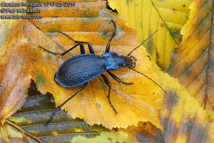 Carabus intricatus 1717-25-2011 UK: Blue ground beetle DE: Dunkelblaue Laufkäfer PL: Biegacz pomarszczony CZ: Střevlík vrásčitý SK: bystruška vráskavá 