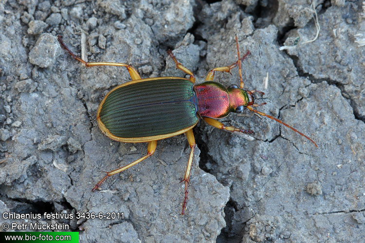 Chlaenius festivus
3436-6-2011
CZ: střevlík DE: laufkäfer ENG: Ground beetle SK: bystruška 