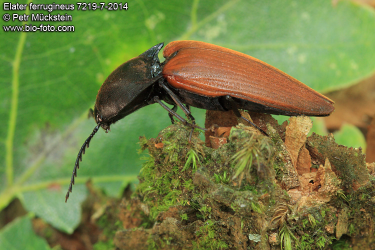 [img]http://www.bio-foto.com/images/flags/cz.gif[/img] kovařík rezavý Elater ferrugineus 7219-7-2014 Ludius ferrugineus [img]http://www.bio-foto.com/images/flags/gb.gif[/img] Red click beetle [img]http://www.bio-foto.com/images/flags/de.gif[/img] Rostgoldenen Mulm - Schnellkäfer 
