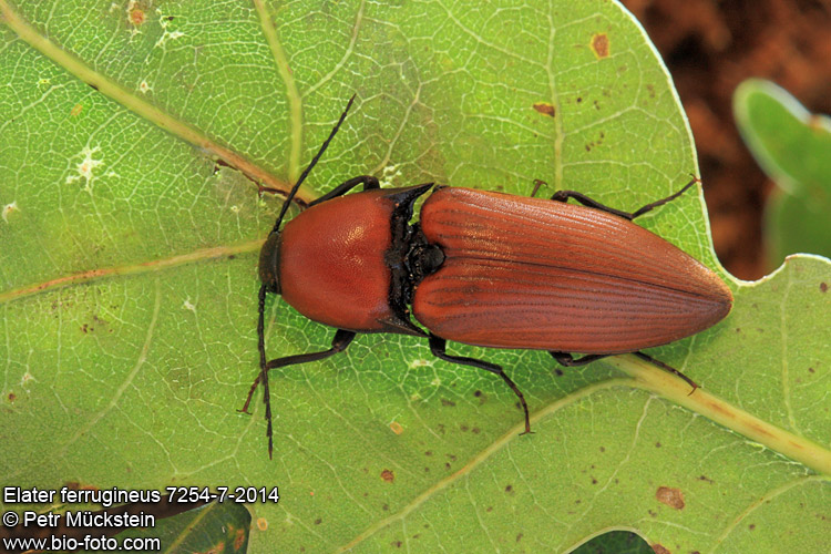 [img]http://www.bio-foto.com/images/flags/cz.gif[/img] kovařík rezavý Elater ferrugineus 7254-7-2014 Ludius ferrugineus [img]http://www.bio-foto.com/images/flags/gb.gif[/img] Red click beetle [img]http://www.bio-foto.com/images/flags/de.gif[/img] Rostgoldenen Mulm - Schnellkäfer 