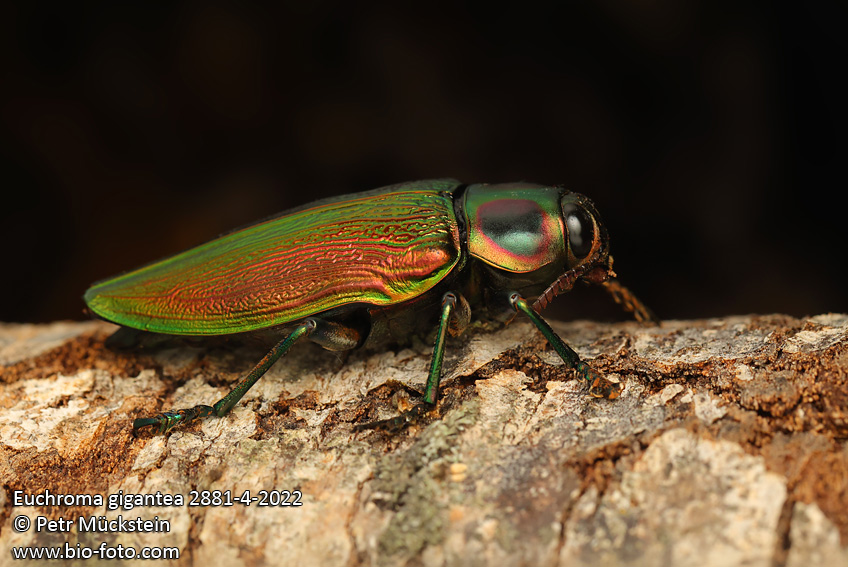 Euchroma gigantea
2881-4-2022
ENG: Metallic Wood Boring Beetle or Giant Metallic Ceiba Borer, jewel beetle, Buprestidae CZ: krasec obrovský, 