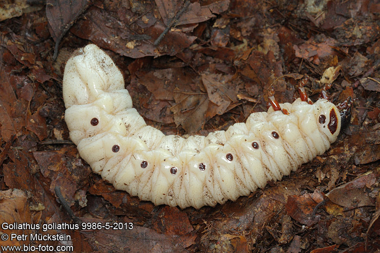 Goliathus goliathus larva CZ: goliáš africký, zlatohlávek goliáš, larva goliáše ENG: Goliath Beetle, larva, grub DE: Goliathus Rosenkäfer Larve 
9986-5-2012