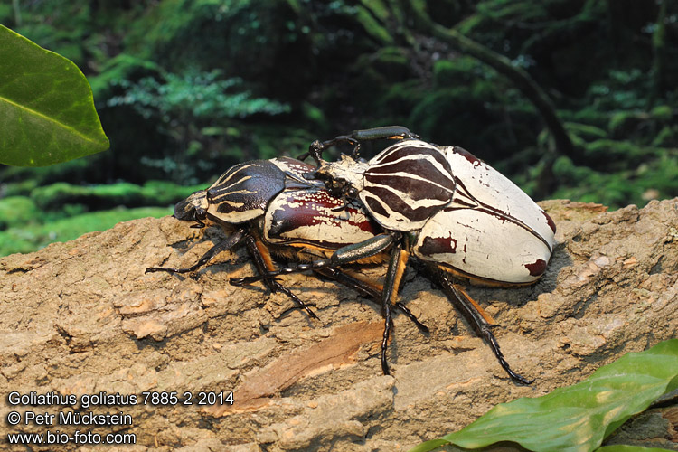 Goliathus goliathus quadrimaculatus CZ: goliáš africký, zlatohlávek goliáš ENG: Goliath Beetle DE: Goliathus Rosenkäfer 
7885-2-2014