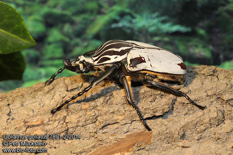 Goliathus goliatus quadrimaculatus CZ: goliáš africký, zlatohlávek goliáš ENG: Goliath Beetle DE: Goliathus Rosenkäfer 
7891-2-2014 