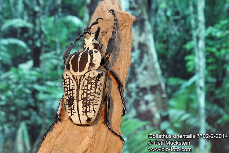 Goliathus orientalis 7702-2-2014 CZ: goliáš perlový ENG: Goliath beetle DE: Goliathus Rosenkäfer
Congo (Zaire)