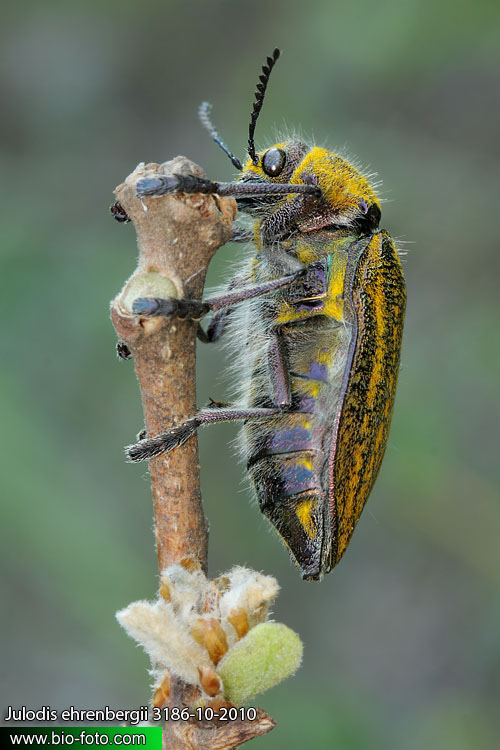 Julodis ehrenbergii 3186-10-2010 CZ: krasec UK: jewel beetle 