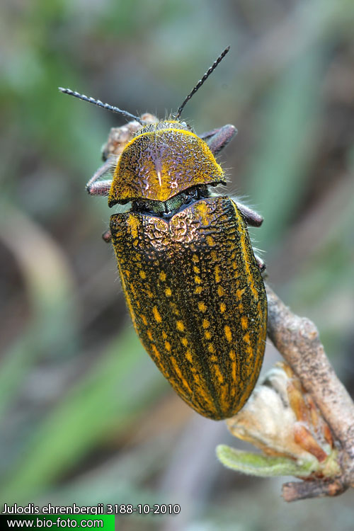 Julodis ehrenbergii 3188-10-2010 CZ: krasec UK: jewel beetle 