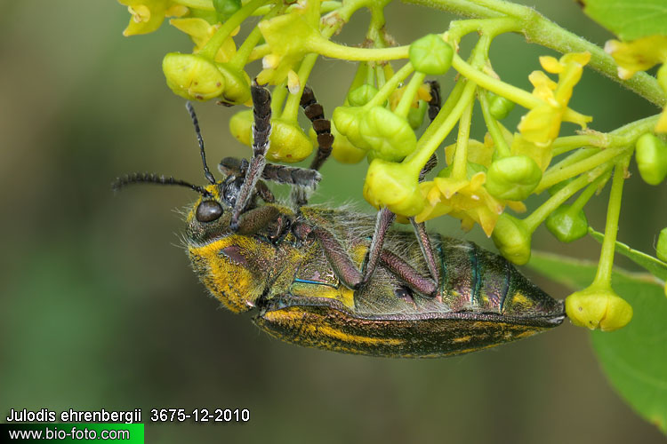 Julodis ehrenbergii 3675-12-2010 CZ: krasec UK: jewel beetle 