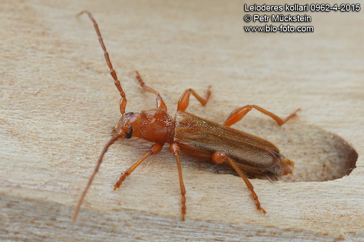 Leioderes kollari 0962-4-2015 CZ: tesařík
Cerambycidae