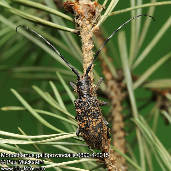 Monochamus galloprovincialis pistor 0890-4-2015 CZ: kozlíček sosnový
Cerambycidae 