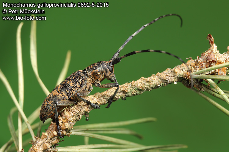 Monochamus galloprovincialis pistor 0892-4-2015 CZ: kozlíček sosnový
Cerambycidae