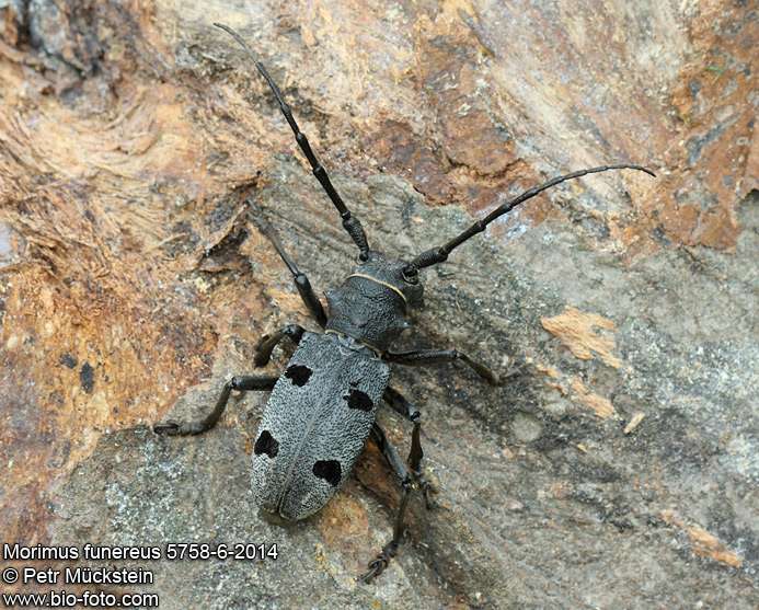 Morimus funereus 5758-6-2014 CZ: kozlíček SK: vrzúnik SYN: Morinus funereus 
Cerambycidae