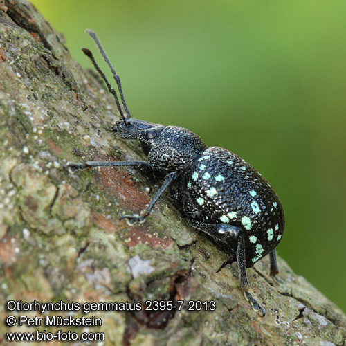 Otiorhynchus gemmatus 2395-7-2013 CZ: nosatec