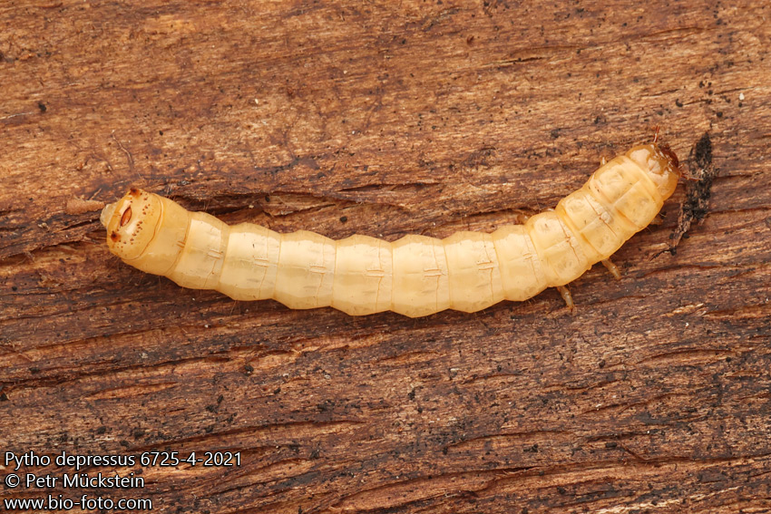Pytho depressus 6725-4-2021 larva, larvae, grub Pythidae CZ: Pytho plochý RU: Трухляк FI: Laakakolva DK: Azurbille HU: Lapos sárkánybogár