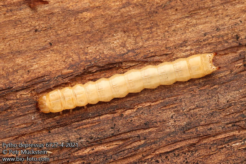 Pytho depressus 6727-4-2021 larva, larvae, grub Pythidae CZ: Pytho plochý RU: Трухляк FI: Laakakolva DK: Azurbille HU: Lapos sárkánybogár
