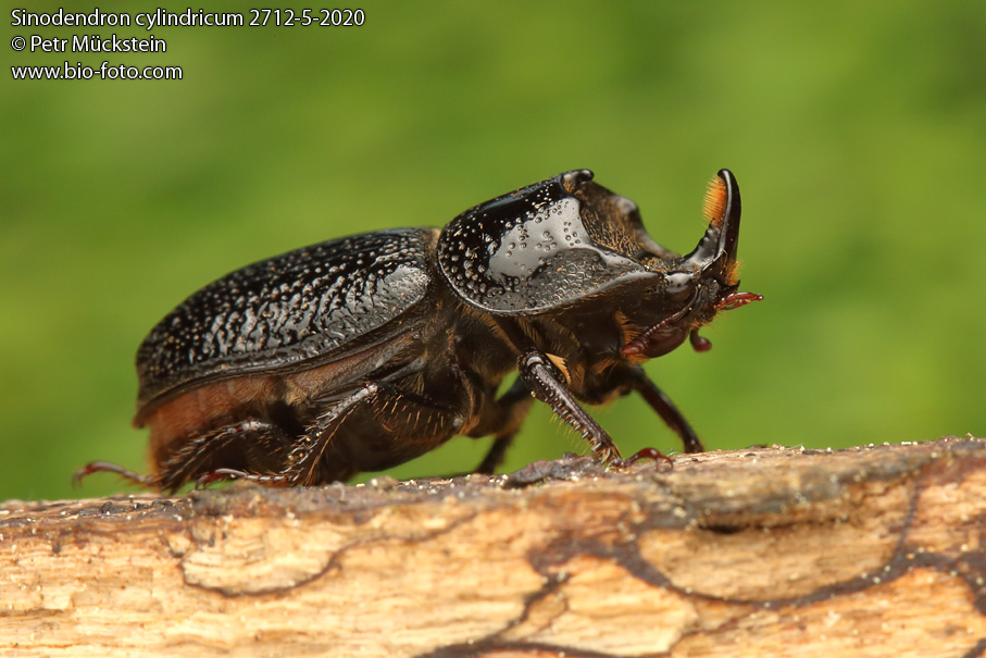 Sinodendron cylindricum 2712-5-2020 CZ: roháček bukový Lucanidae ENG: rhinoceros stag beetle DE: Der Kopfhornschröter NL: rolrond vliegend hert RU: Рогач однорогий, или носорог малый SV: Noshornsoxe