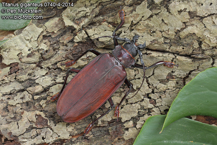 Titanus giganteus 0740-4-2014
EN: the Titan beetle, world's largest beetle CZ: tesařík největší, titán obrovský, největší brouk světa DE: Der Riesenbockkäfer ES: El escarabajo titán FR: Le titan, plus gros insecte du monde 