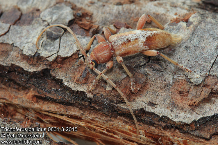 Trichoferus pallidus 0861-3-2014 
Cerambycidae