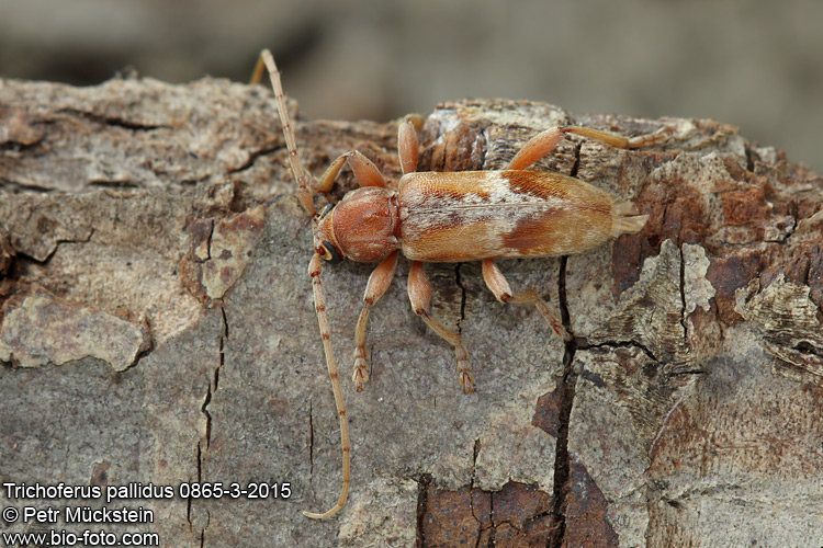 Trichoferus pallidus 0865-3-2014