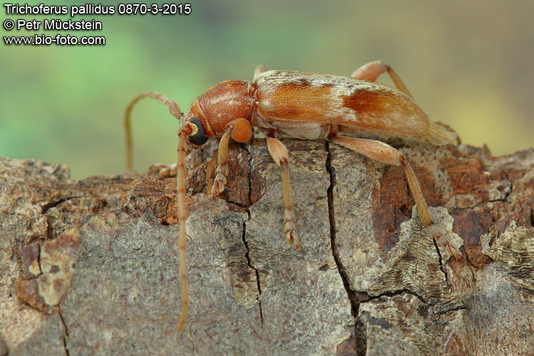Trichoferus pallidus 0870-3-2014
