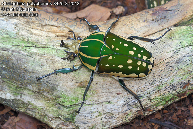 Chelorrhina polyphemus confluens 8425-3-2013
Mecynorrhina polyphemus confluens, African Flower beetle, zlatohlávek