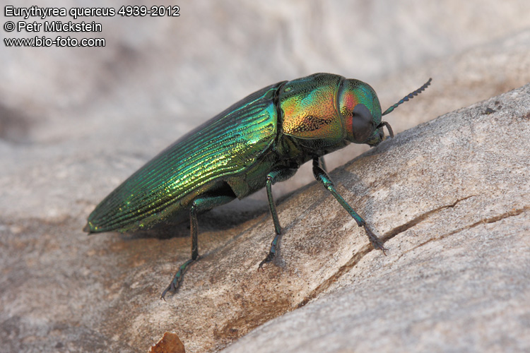 Eurythyrea quercus 4939-2012 CZ: krasec dubový DE: Eckschildiger Glanz-Prachtkäfer UK: jewel beetle 
