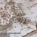 Acanthocinus-reticulatus-8983-8-2014.jpg