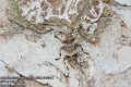 Acanthocinus-reticulatus-8984-8-2014.jpg