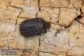 Aesalus scarabaeoides 4709-2012 CZ: roháček UK: Stag beetle DE: Kurzschröter SV: brunoxe
albums/brouci_2/thumb_Aesalus-scarabaeoides-4709-2012.jpg