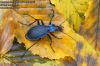 Carabus intricatus 1717-25-2011 UK: Blue ground beetle DE: Dunkelblaue Laufkäfer PL: Biegacz pomarszczony CZ: Střevlík vrásčitý SK: bystruška vráskavá 
albums/brouci_2/thumb_Carabus-intricatus-1717-25-2011.jpg
