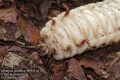 Goliathus goliathus larva CZ: goliáš africký, zlatohlávek goliáš, larva goliáše ENG: Goliath Beetle, larva, grub DE: Goliathus Rosenkäfer Larve 
9988-5-2013
albums/brouci_2/thumb_Goliathus-goliathus-9988-5-2013.jpg