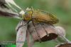 Julodis ehrenbergii 3706-12-2010 CZ: krasec UK: jewel beetle 
albums/brouci_2/thumb_Julodis-ehrenbergii-3706-12-2010.jpg