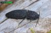 Lacon punctatus 3180-10-201 CZ: kovařík UL Click beetle 
albums/brouci_2/thumb_Lacon-punctatus-3180-10-2010.jpg