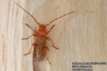 Leioderes kollari 0952-4-2015 CZ: tesařík
Cerambycidae
albums/brouci_2/thumb_Leioderes-kollari-0952-4-2015.jpg
