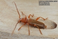 Leioderes kollari 0962-4-2015 CZ: tesařík
Cerambycidae
albums/brouci_2/thumb_Leioderes-kollari-0962-4-2015.jpg