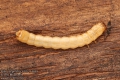 Pytho depressus 6725-4-2021 larva, larvae, grub Pythidae CZ: Pytho plochý RU: Трухляк FI: Laakakolva DK: Azurbille HU: Lapos sárkánybogár
albums/brouci_2/thumb_Pytho-depressus-6725-4-2021.jpg