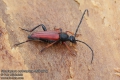 Stictoleptura-erythroptera-4500-2012.jpg