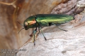 Eurythyrea quercus 4915-2012 CZ: krasec dubový DE: Eckschildiger Glanz-Prachtkäfer UK: jewel beetle 
albums/brouci_2/thumb_eurythyrea-quercus-4915-2012.jpg